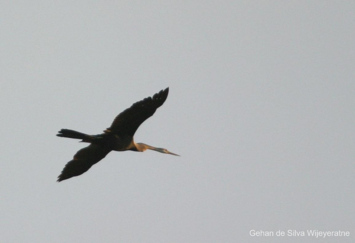 Anhinga melanogaster Pennant, 1769